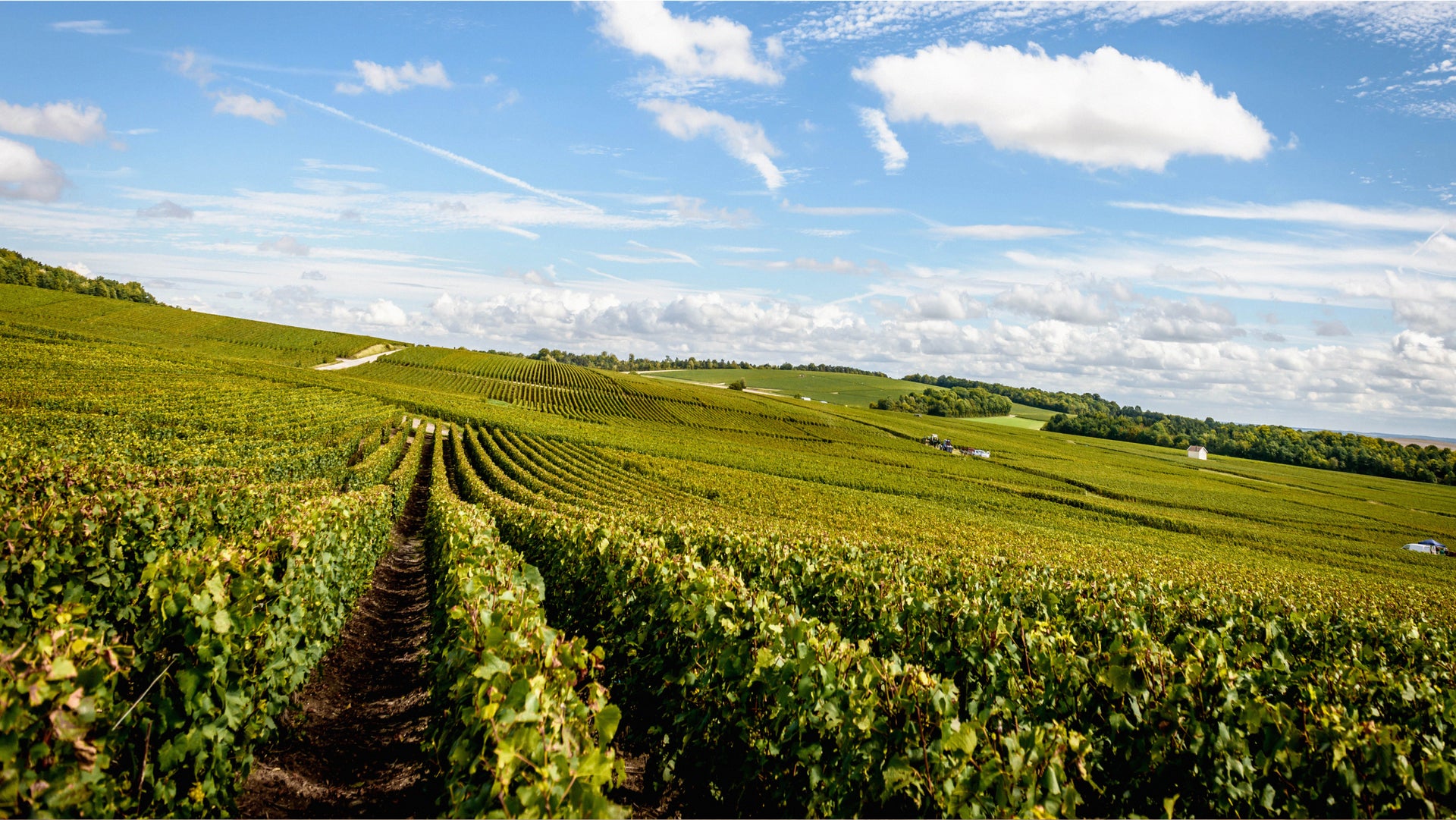 Weinreben Champagne Lanson