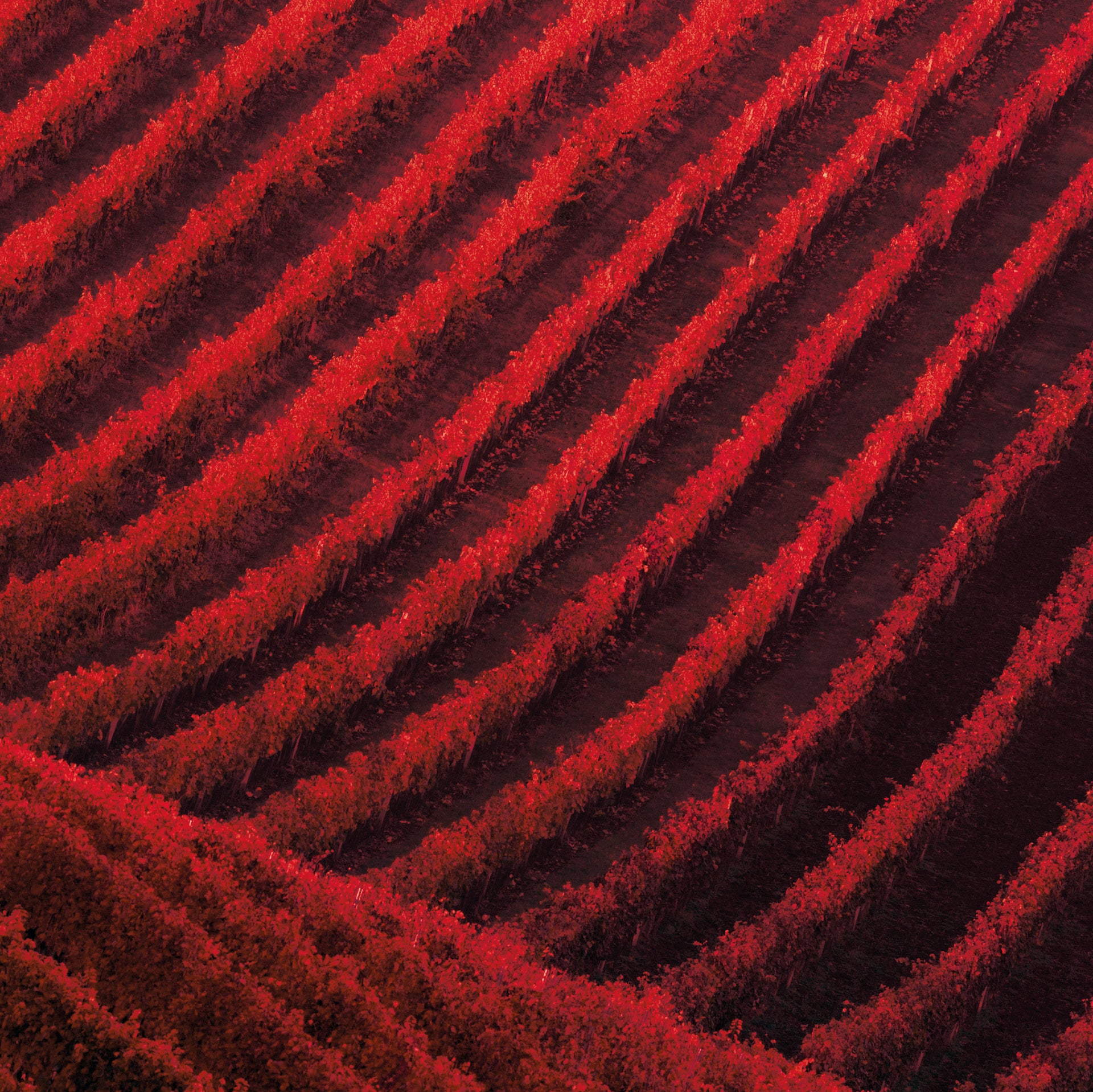 Visual editorial house Lanson