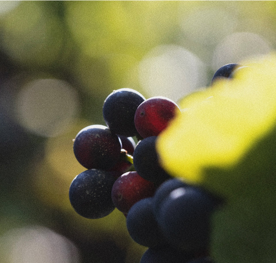 ヴィジュアル・エディトリアル・ハウス・ランソン