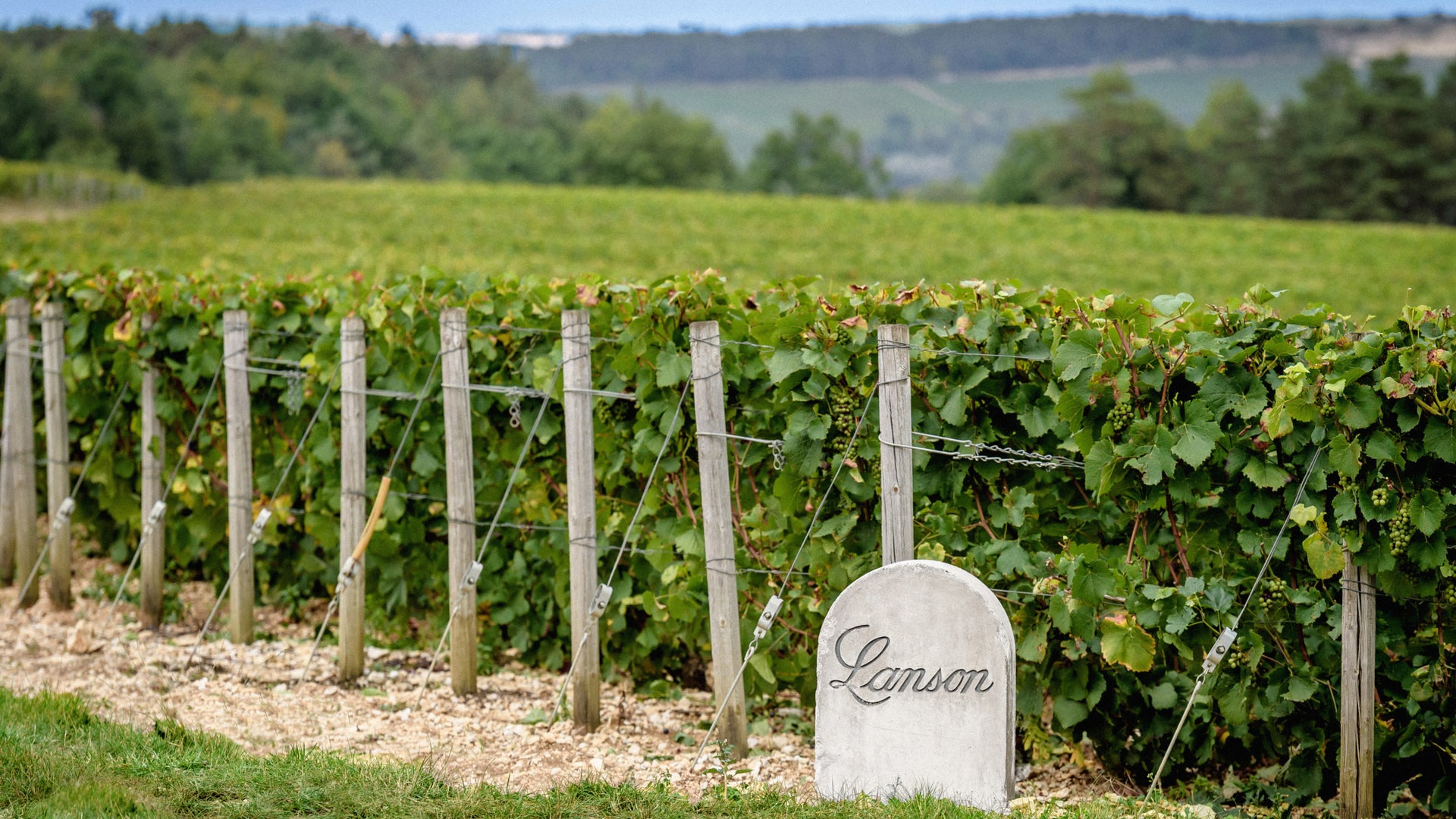 ヴィーニュ・ランソン