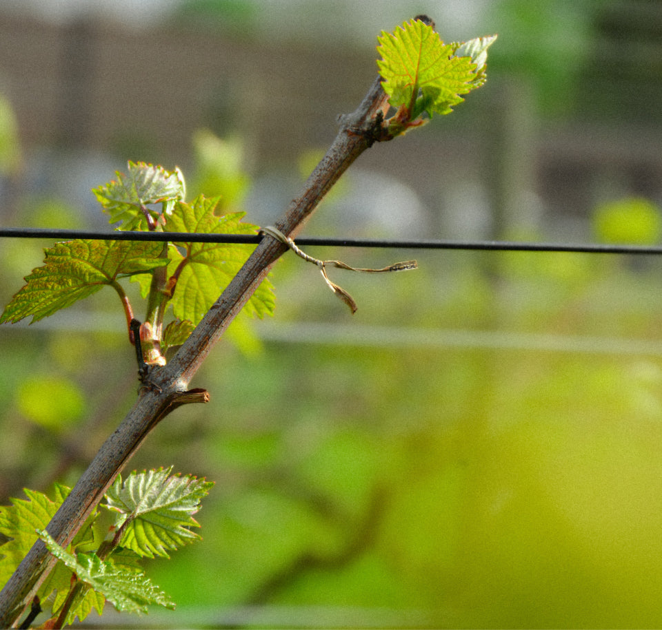 ヴィジュアル・エディトリアル・ハウス・ランソン