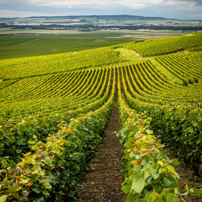 Bouteille de champagne Lanson