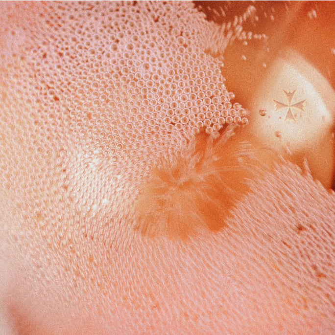 Bottiglia di champagne Lanson