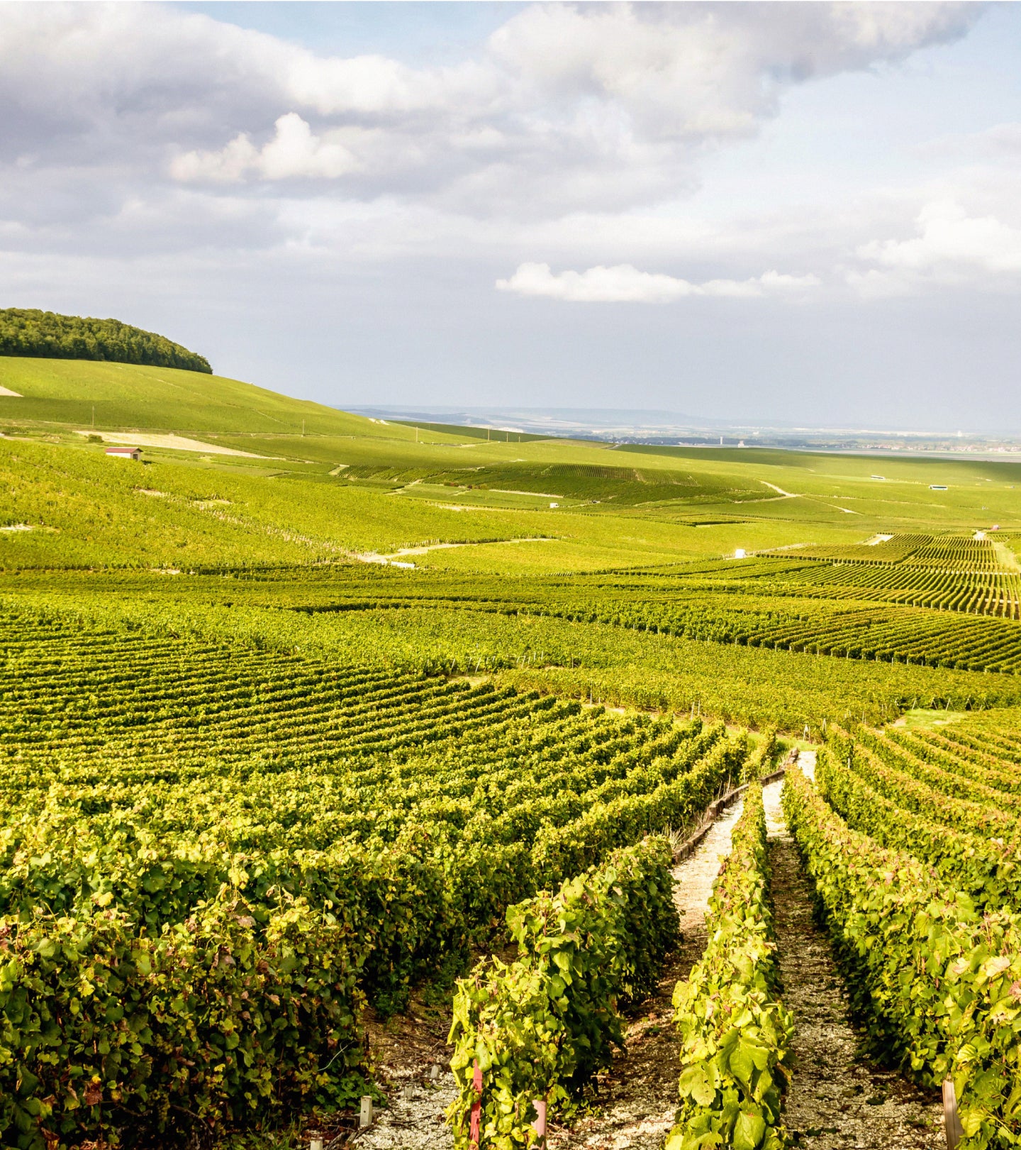 ヴィジュアル・エディトリアル・ハウス・ランソン